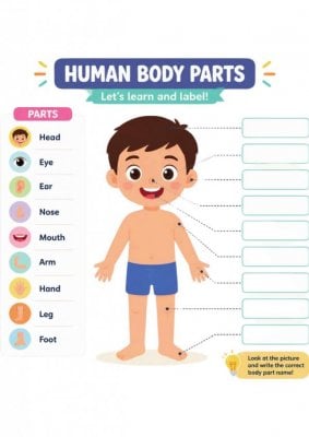 Human Body Parts