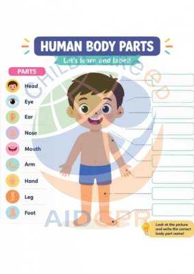 Human Body Parts