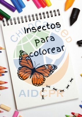 Insectos para Colorear