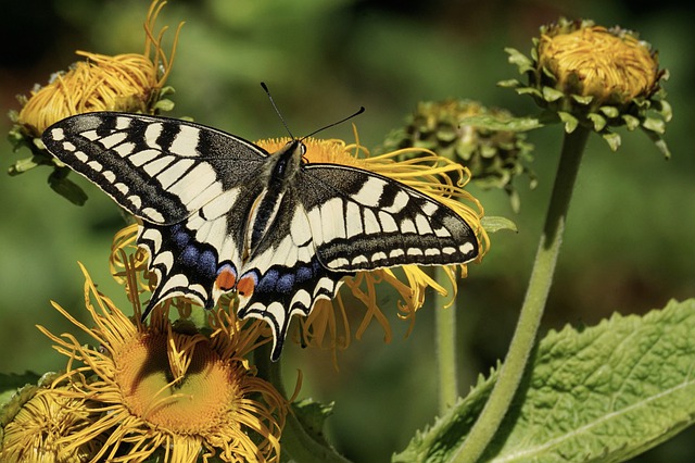 image in article Caterpillars and Butterflies Activities