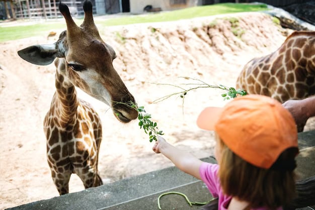 Child Feeding Giraffe at the Zoo