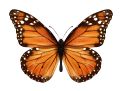 National Learn About Butterflies Day